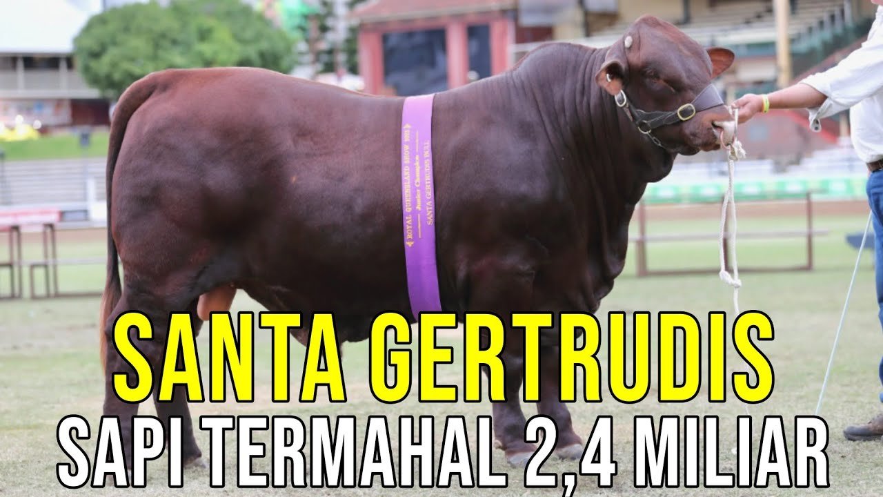 
                                 Sapi-Santa-Gertrudis-Termahal-Hingga-2,4-Miliar-Asal-Australia